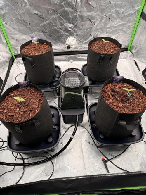 Sticky Braccoli Auto - Zamnesia Seeds. Week 1