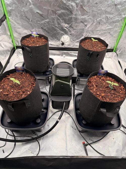 Sticky Braccoli Auto - Zamnesia Seeds. Week 1