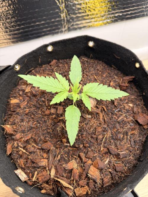 Sticky Mango Auto - Tastebudz Genetics. Week 3