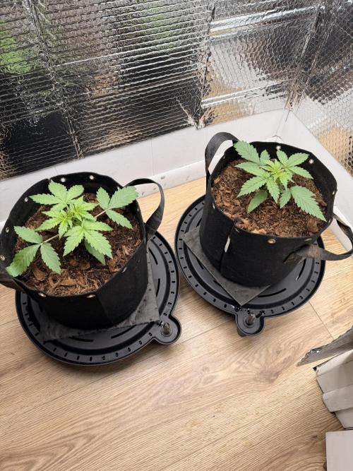 Sticky Mango Auto - Tastebudz Genetics. Week 3