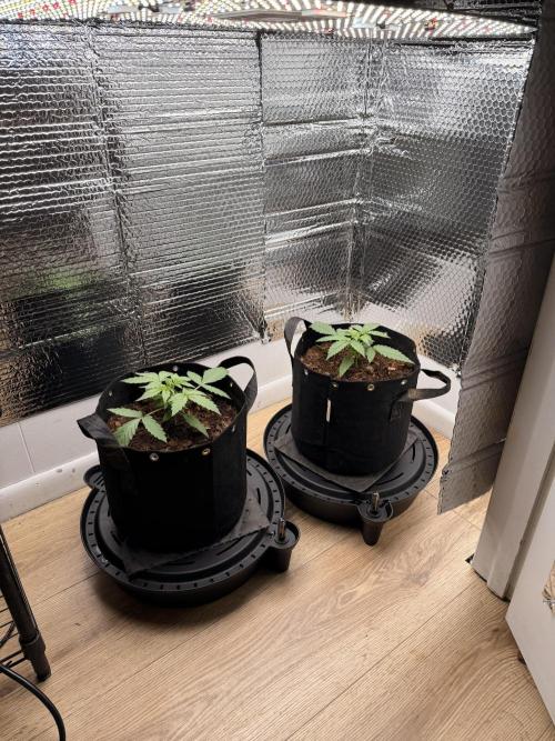 Sticky Mango Auto - Tastebudz Genetics. Week 3