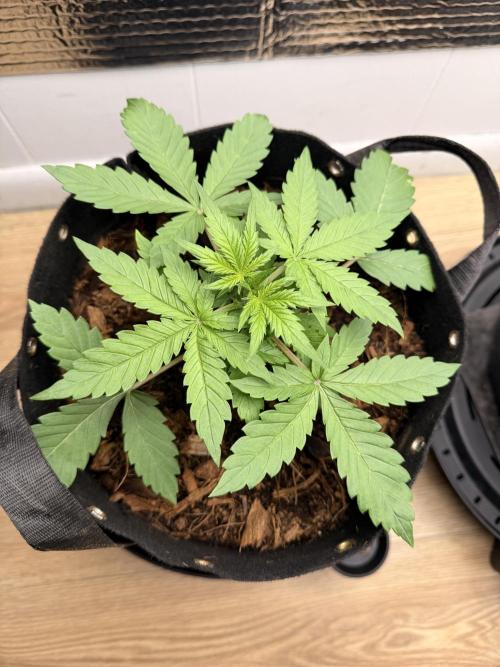 Sticky Mango Auto - Tastebudz Genetics. Week 3