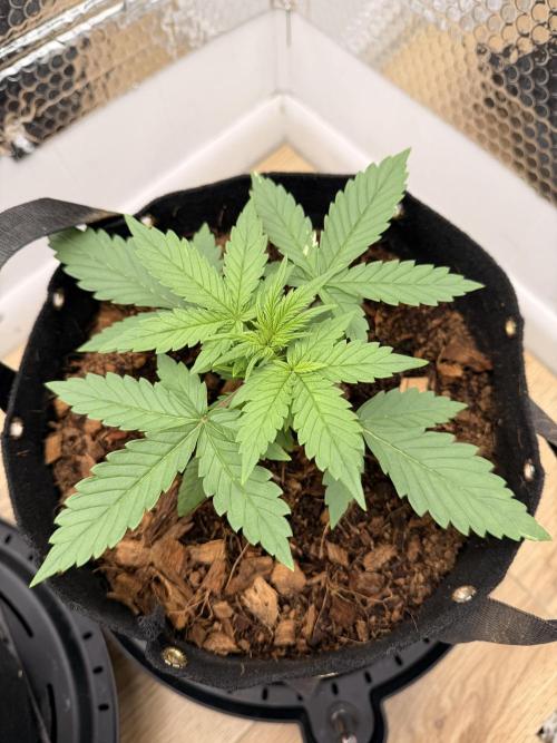 Sticky Mango Auto - Tastebudz Genetics. Week 3