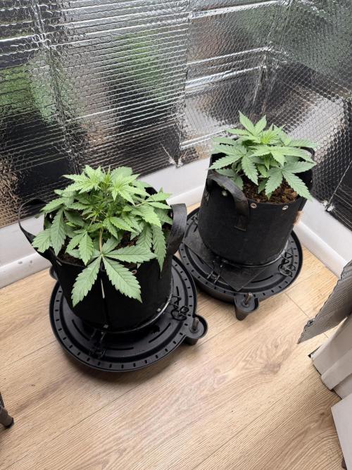 Sticky Mango Auto - Tastebudz Genetics. Week 3 - 2/1/2026