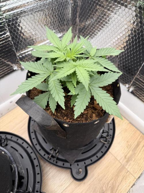 Sticky Mango Auto - Tastebudz Genetics. Week 3 - 2/1/2026