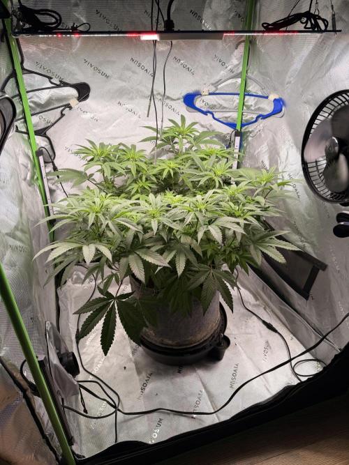 Jixer-Exotic Genetix. Week 7