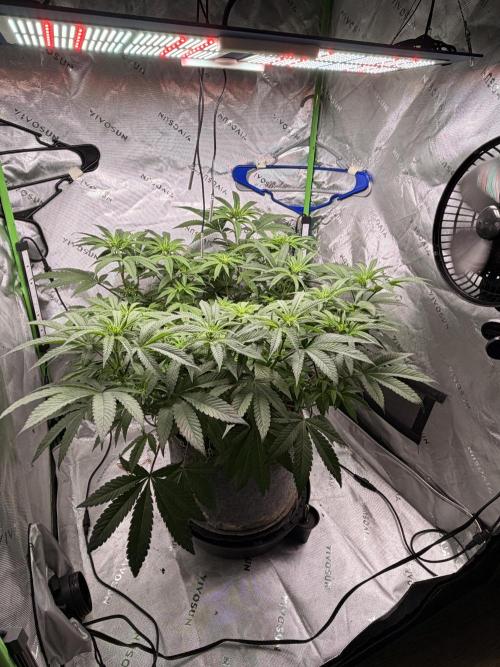 Jixer-Exotic Genetix. Week 7