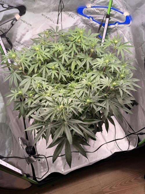Jixer-Exotic Genetix. Week 7 - Before defoliation on 2/1/2026