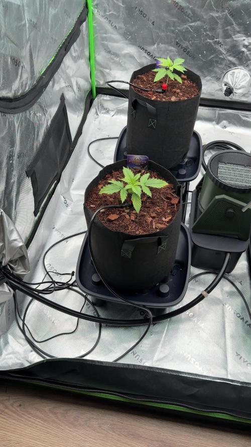 Sticky Braccoli Auto - Zamnesia Seeds