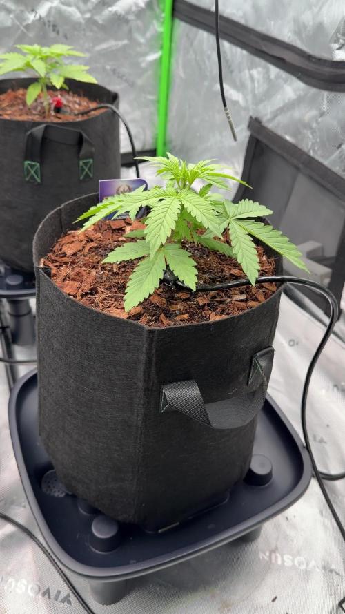 Sticky Braccoli Auto - Zamnesia Seeds