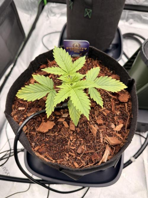 Sticky Braccoli Auto - Zamnesia Seeds. Week 2