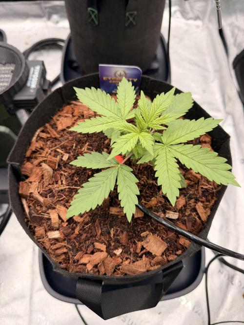 Sticky Braccoli Auto - Zamnesia Seeds. Week 2