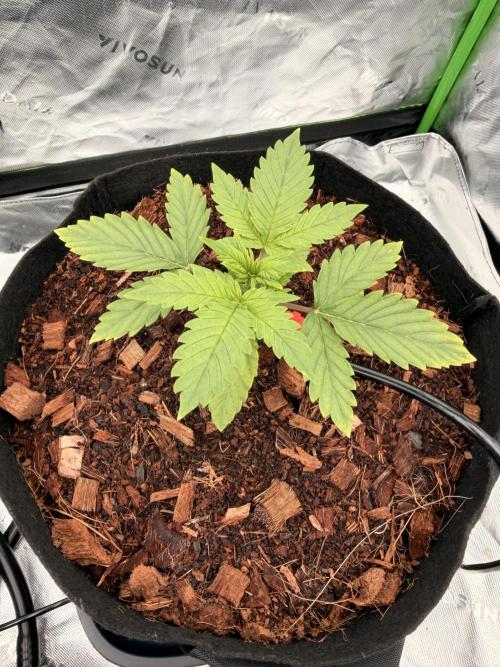 Sticky Braccoli Auto - Zamnesia Seeds. Week 2