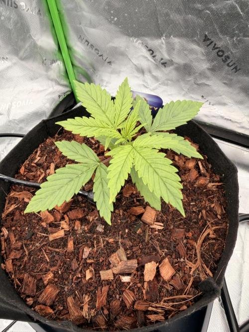 Sticky Braccoli Auto - Zamnesia Seeds. Week 2
