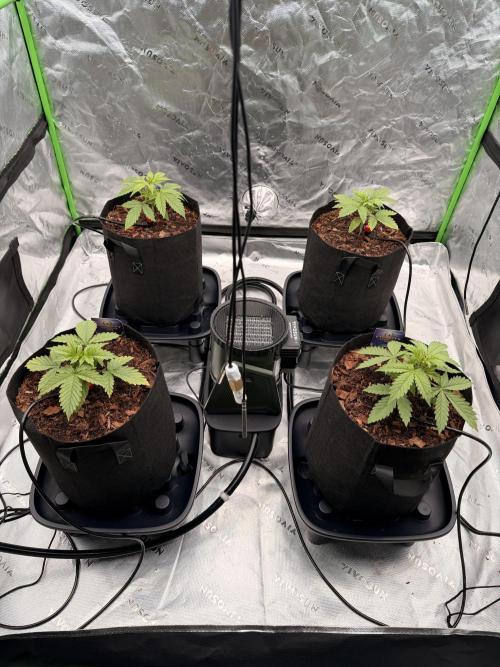 Sticky Braccoli Auto - Zamnesia Seeds. Week 2