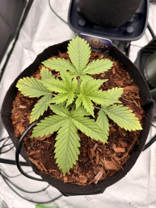 Sticky Braccoli Auto - Zamnesia Seeds. Week 2 - 2/3/2026