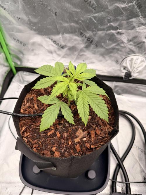 Sticky Braccoli Auto - Zamnesia Seeds. Week 2 - 2/3/2026