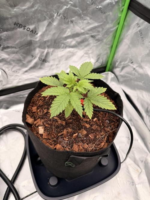 Sticky Braccoli Auto - Zamnesia Seeds. Week 2 - 2/3/2026