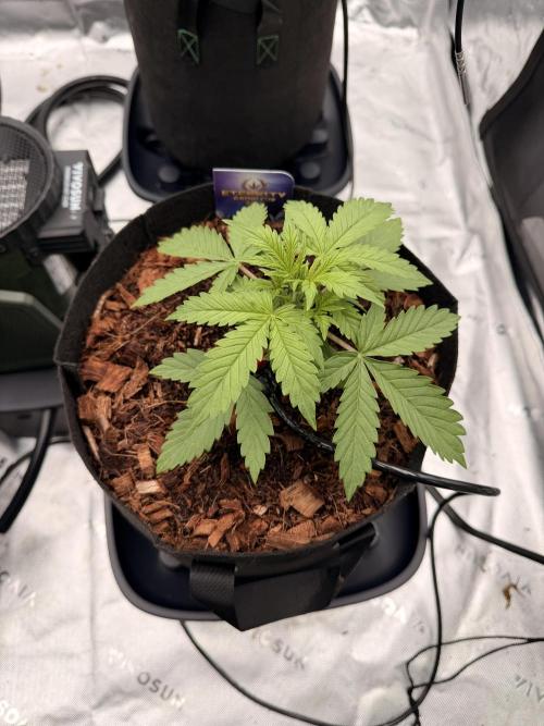 Sticky Braccoli Auto - Zamnesia Seeds. Week 2 - 2/3/2026