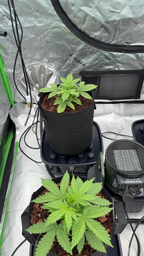 Sticky Braccoli Auto - Eternity Cup 2026