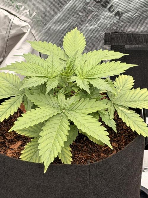 Sticky Braccoli Auto - Eternity Cup 2026. Week 2 - 2/6/2026