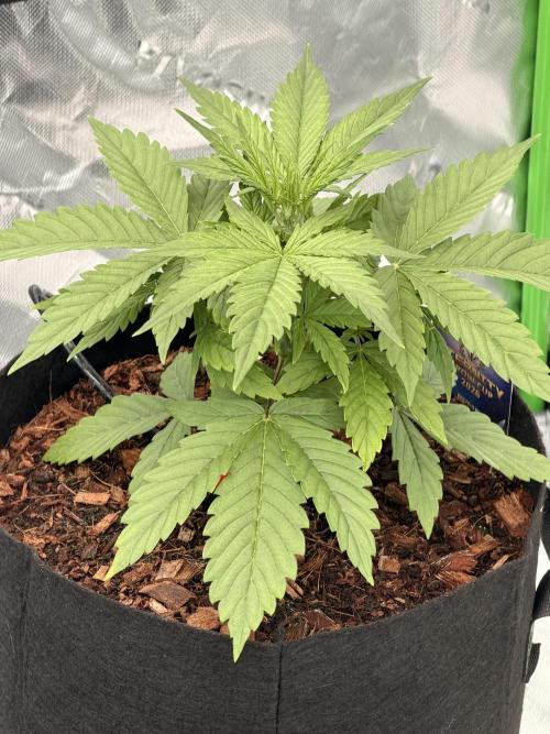 Sticky Braccoli Auto - Eternity Cup 2026. Week 2 - 2/6/2026