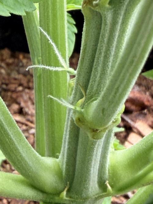 Sticky Mango Auto - Tastebudz Genetics. Week 4