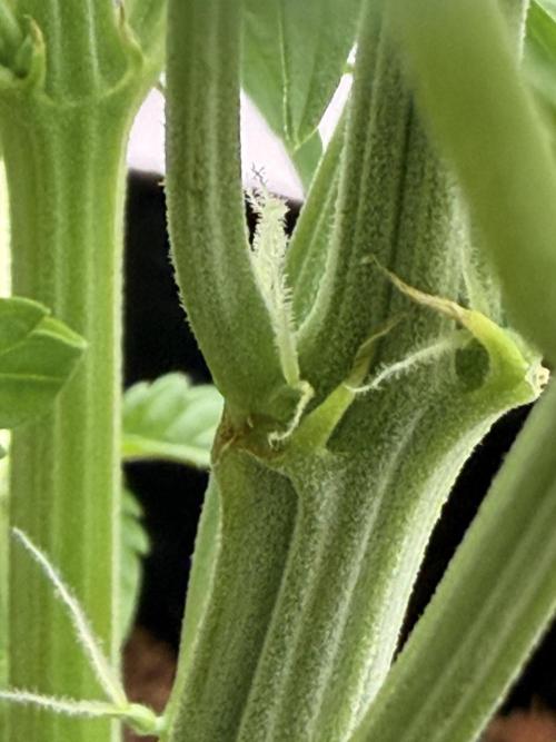 Sticky Mango Auto - Tastebudz Genetics. Week 4