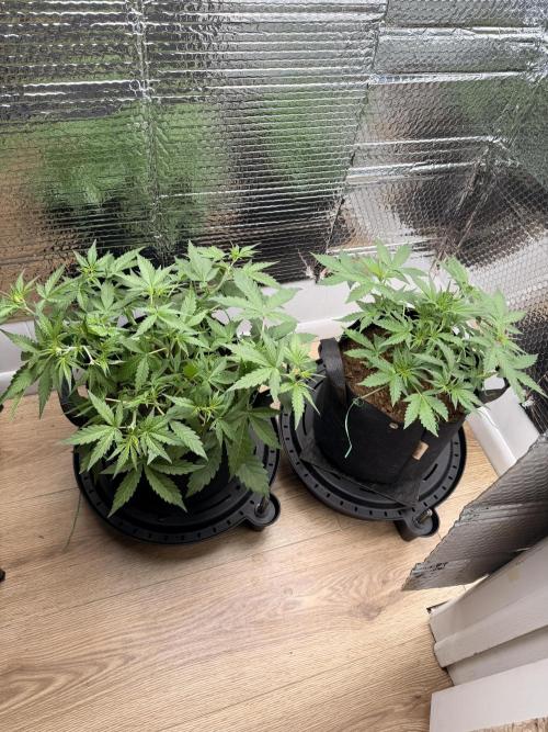 Sticky Mango Auto - Tastebudz Genetics. Week 4