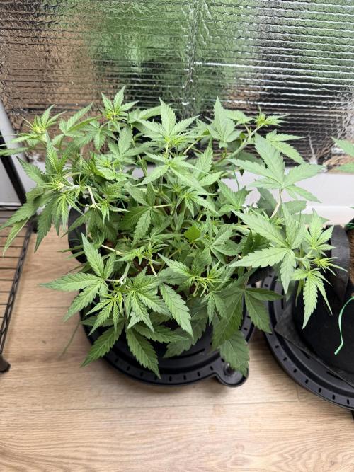 Sticky Mango Auto - Tastebudz Genetics. Week 4