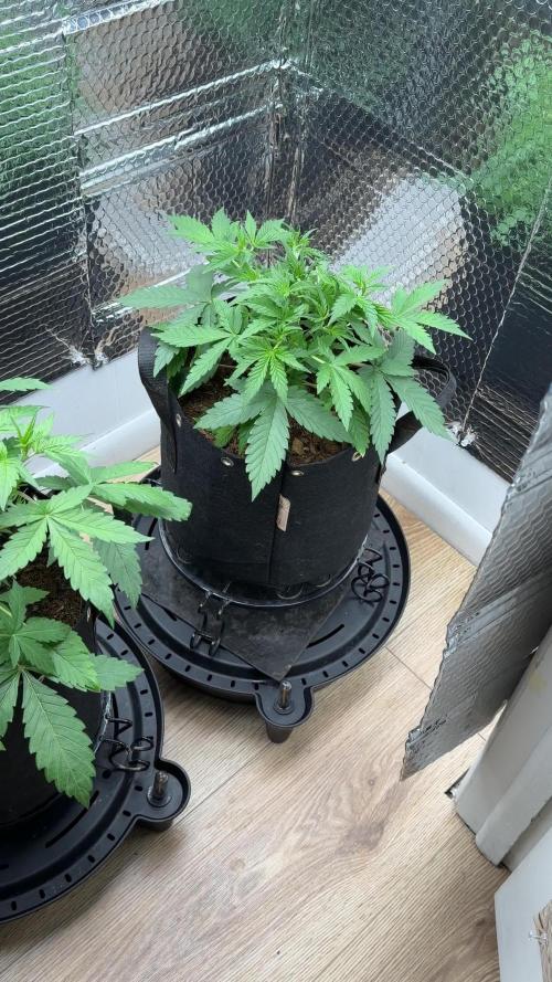 Sticky Mango Auto - Tastebudz Genetics