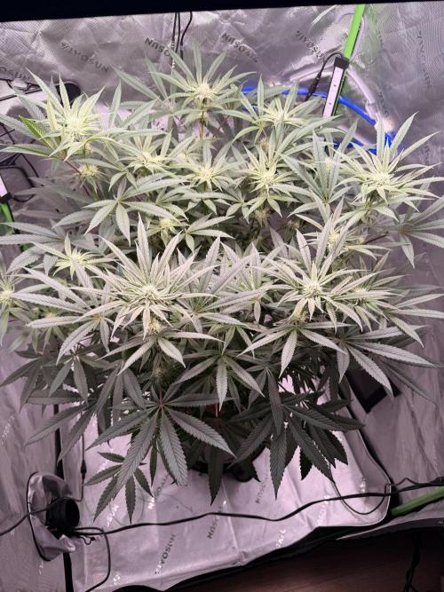 Jixer-Exotic Genetix. Week 8
