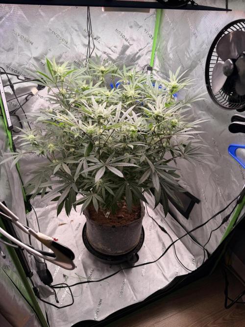Jixer-Exotic Genetix. Week 8