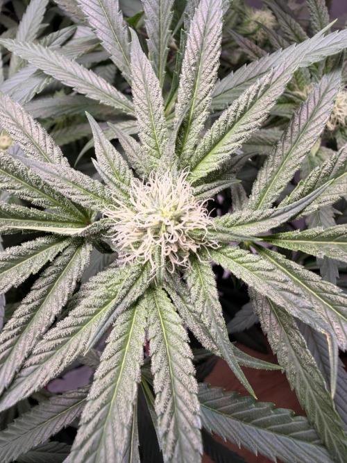 Jixer-Exotic Genetix. Week 8