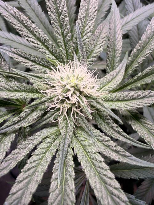 Jixer-Exotic Genetix. Week 8