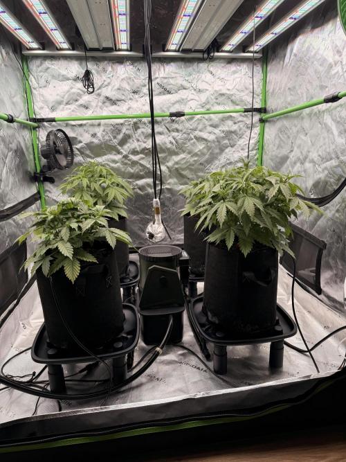 Sticky Braccoli Auto - Eternity Cup 2026. Week 3