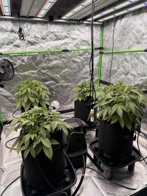 Sticky Braccoli Auto - Eternity Cup 2026. Week 3