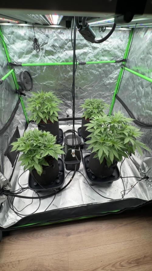 Sticky Braccoli Auto - Eternity Cup 2026