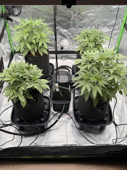 Sticky Braccoli Auto - Eternity Cup 2026. Week 3