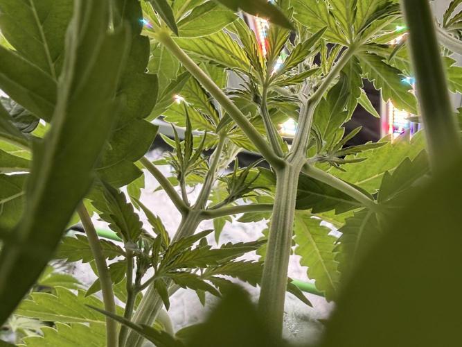 Sticky Braccoli Auto - Eternity Cup 2026. Week 3