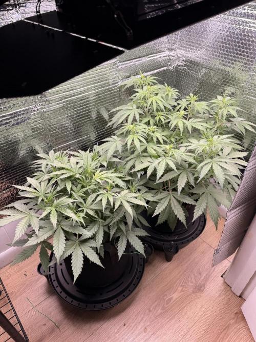 Sticky Mango Auto - Tastebudz Genetics. Week 5
