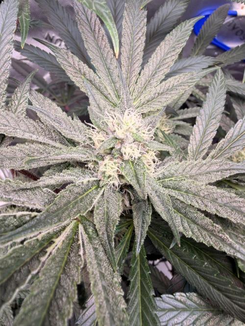 Jixer-Exotic Genetix. Week 9