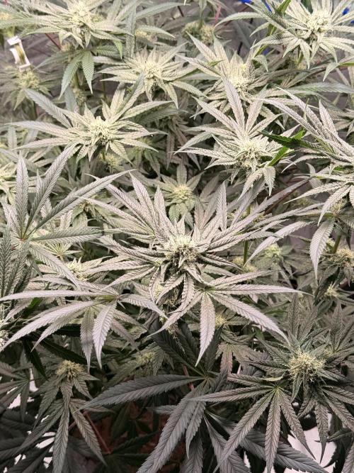 Jixer-Exotic Genetix. Week 9