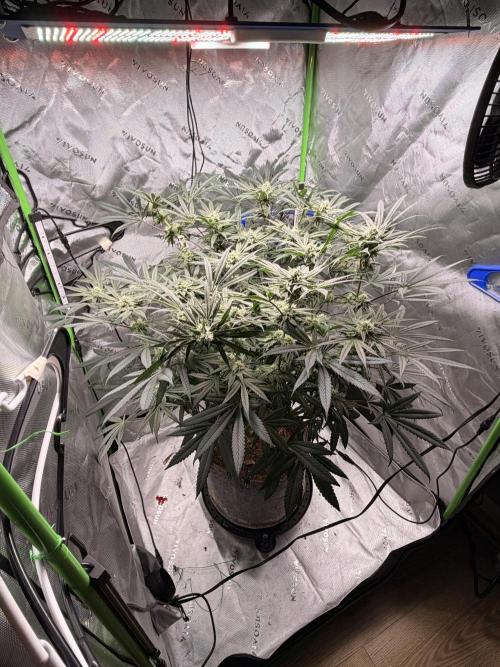 Jixer-Exotic Genetix. Week 9