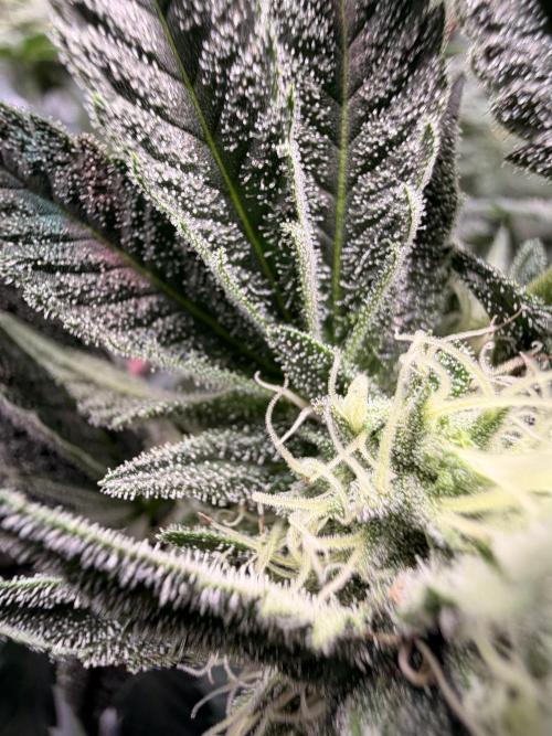 Jixer-Exotic Genetix. Week 9