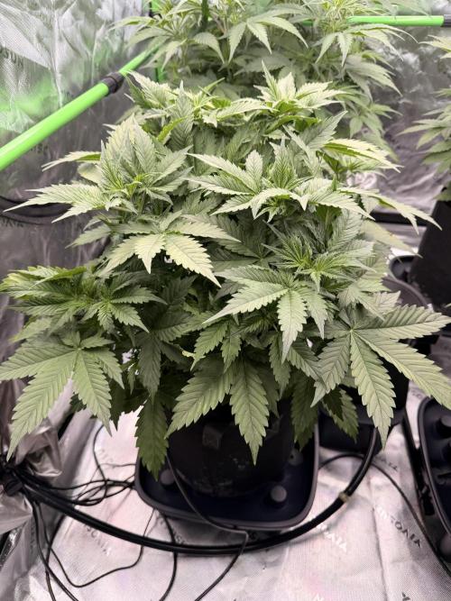 Sticky Braccoli Auto - Eternity Cup 2026. Week 4