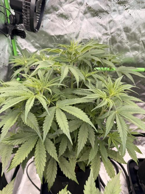 Sticky Braccoli Auto - Eternity Cup 2026. Week 4