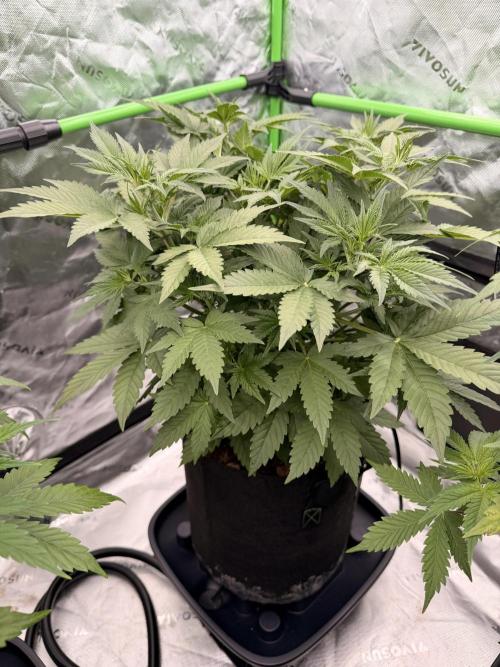 Sticky Braccoli Auto - Eternity Cup 2026. Week 4