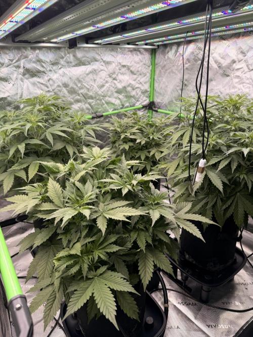 Sticky Braccoli Auto - Eternity Cup 2026. Week 4