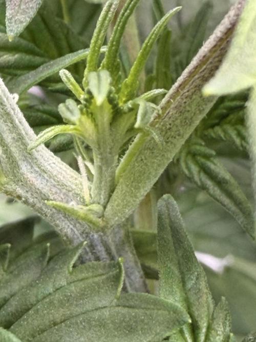 Sticky Braccoli Auto - Eternity Cup 2026. Week 4